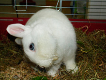 CVME urgencias conejos o roedores