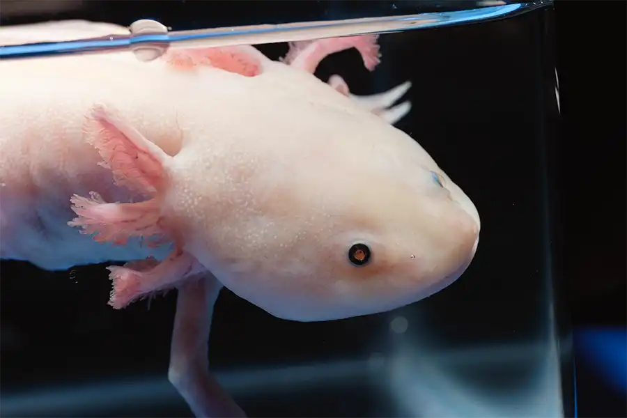 Un ajolote​ (Ambystoma mexicanum) en el Centro Veterinario Madrid Exóticos