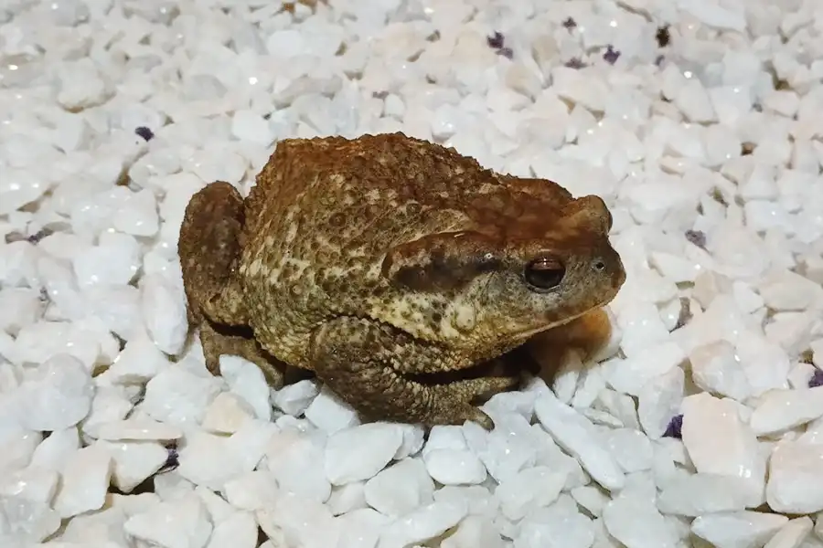 Un sapo común (Bufo bufo) en el Centro Veterinario Madrid Exóticos