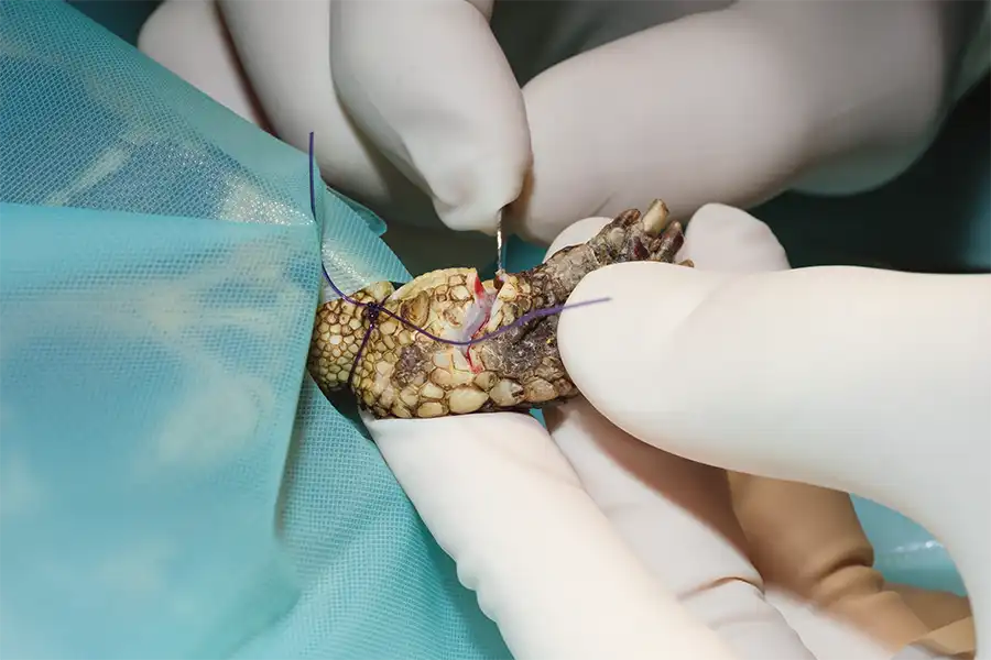 Amputación de pata en una tortuga