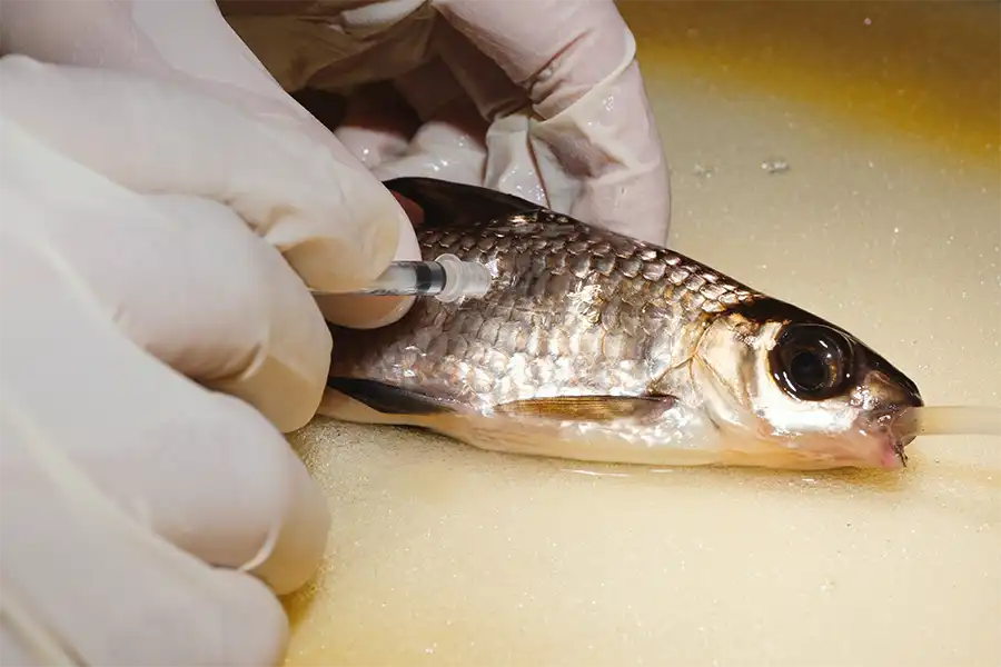 Administrando antibiótico a un tiburón plata (Balantiocheilus melanopterus) tras una cirugía