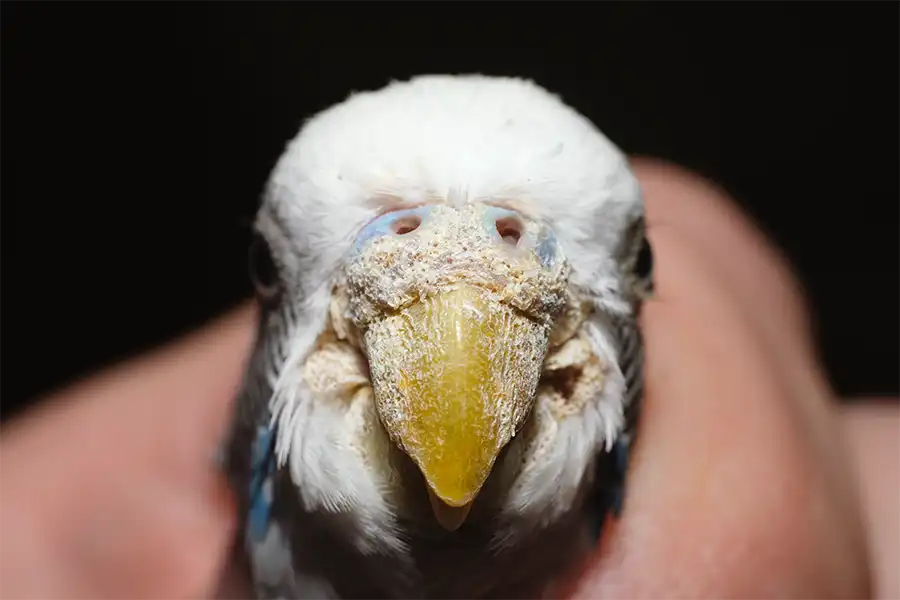 Huron albino