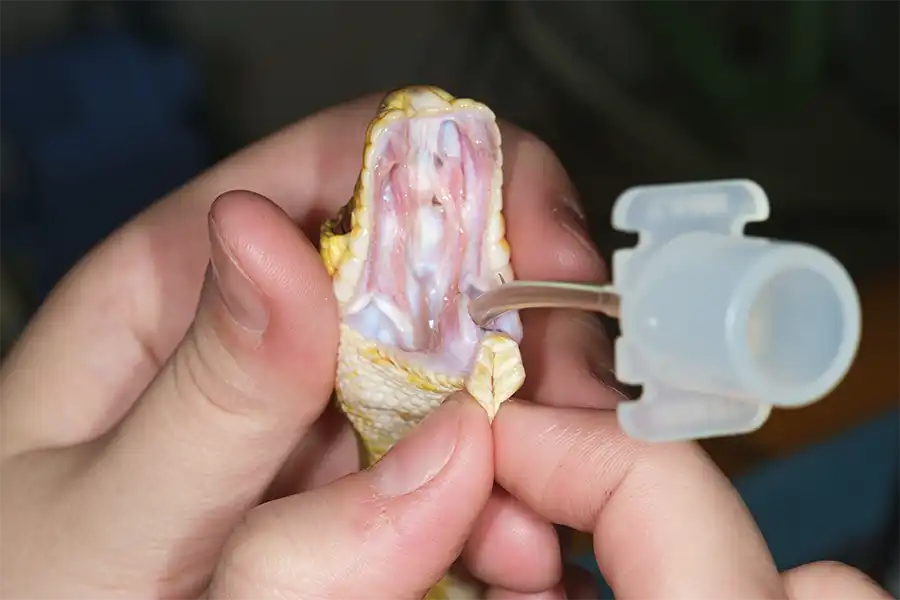 Intubación de una serpiente