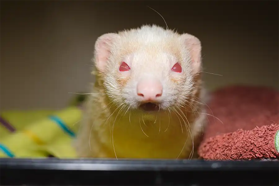 Hurón (Mustela putorius furo) albino