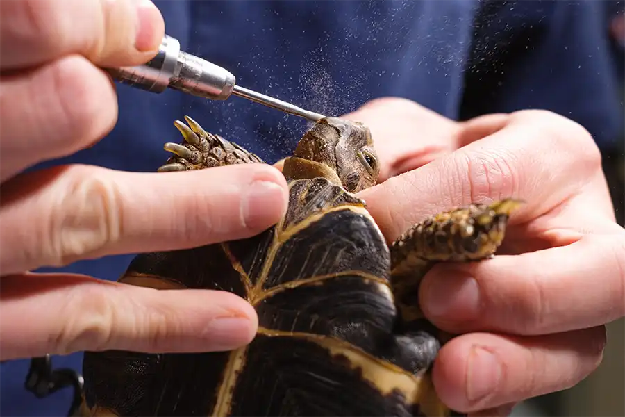 Limado de pico a una tortuga rusa (Testudo horsfieldii)