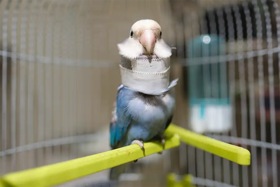 Agapornis con un collarín