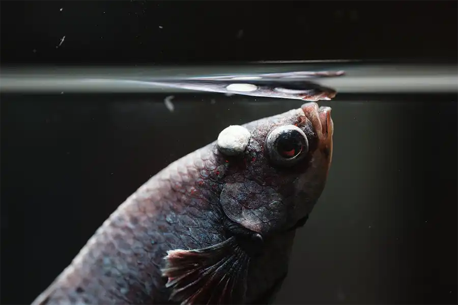 Pez betta (Betta splendens) con un tumor en la cabeza