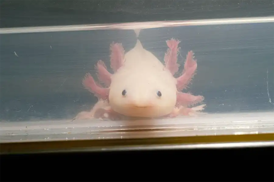 Ajolote (Ambystoma mexicanum)