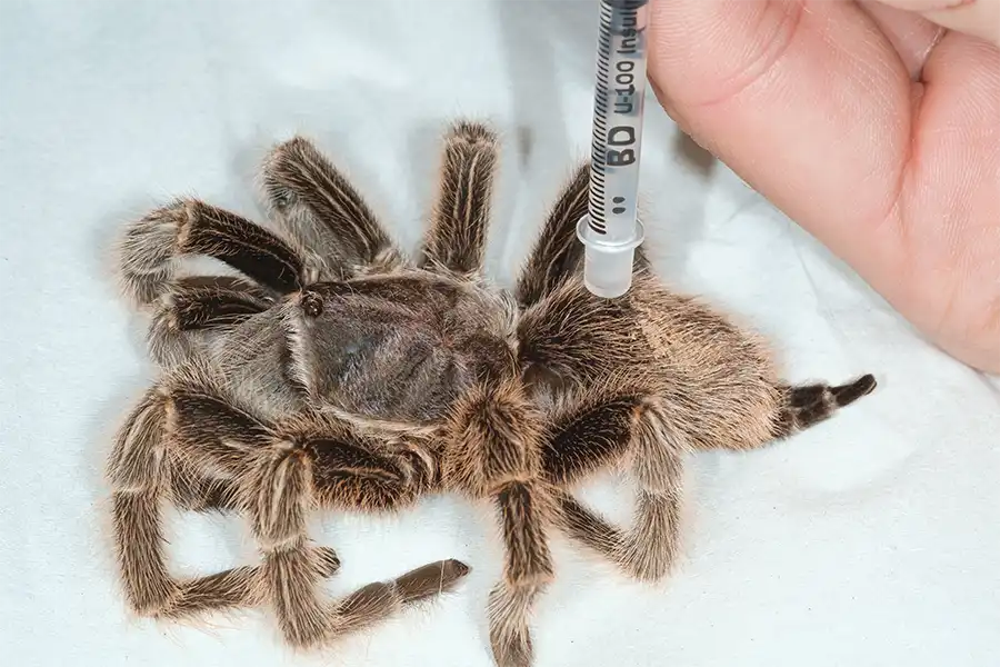Extracción de hemolinfa en una tarántula