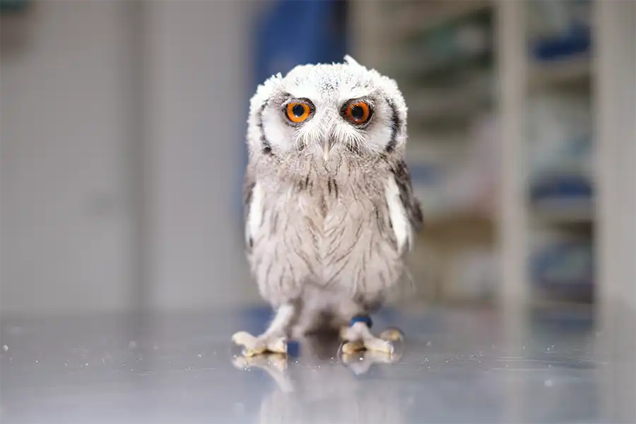 Autillo cariblanco (Ptilopsis leucotis) en el Centro Veterinario Madrid Exóticos