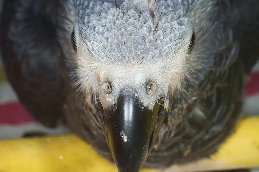 Yaco (Psittacus erithacus) acatarrado con mocos en el Centro Veterinario Madrid Exóticos