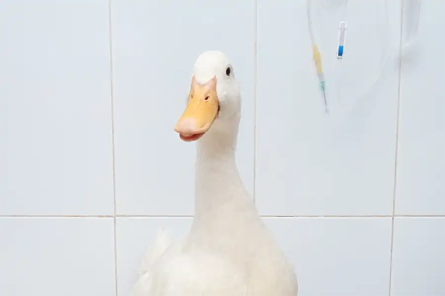 Un pato (Anas platyrhynchos domesticus) en el Centro Veterinario Madrid Exóticos