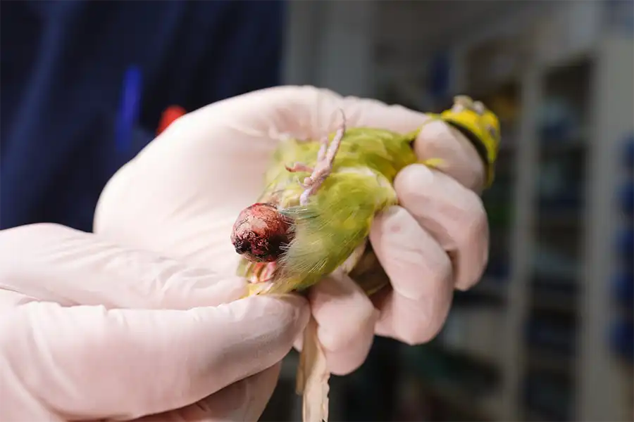 Periquito (Melopsittacus undulatus) con un huevo atascado