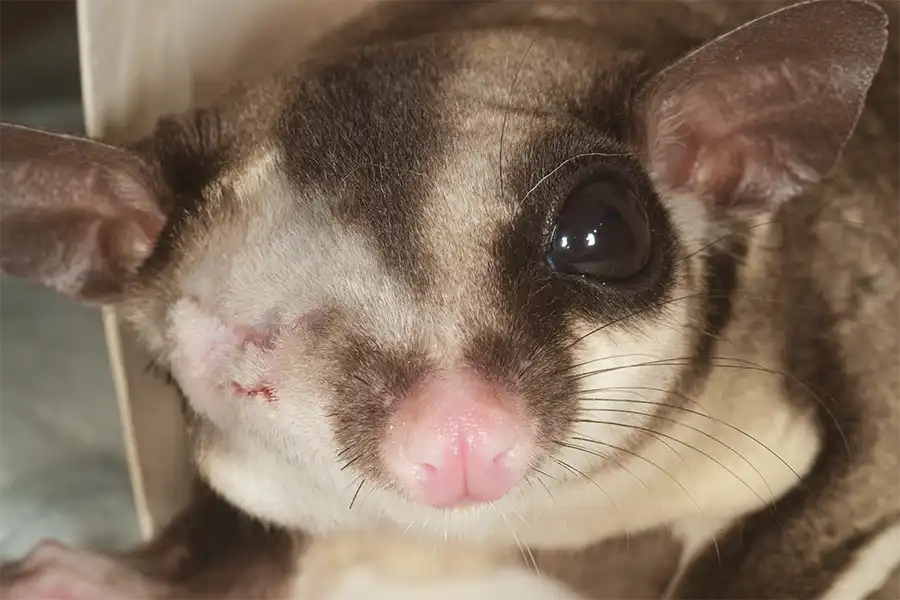 Petauro (Petaurus breviceps) con un ojo enucleado
