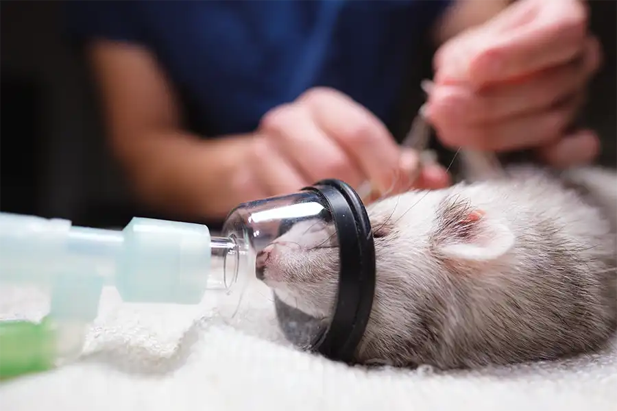 Un hurón (Mustela putorius furo) sedado (Centro Veterinario Madrid Exóticos)