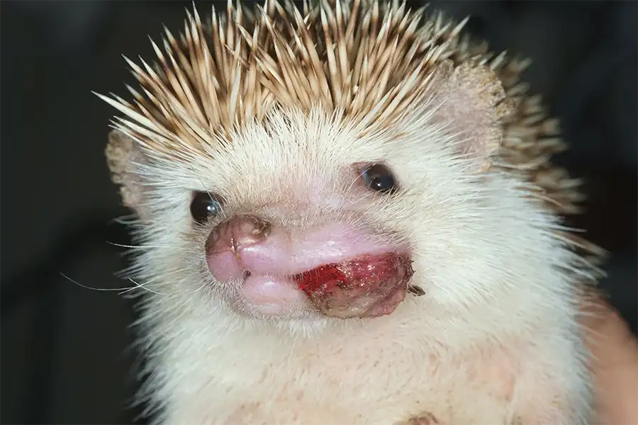 Erizo (Atelerix albiventris) con un tumor en la boca