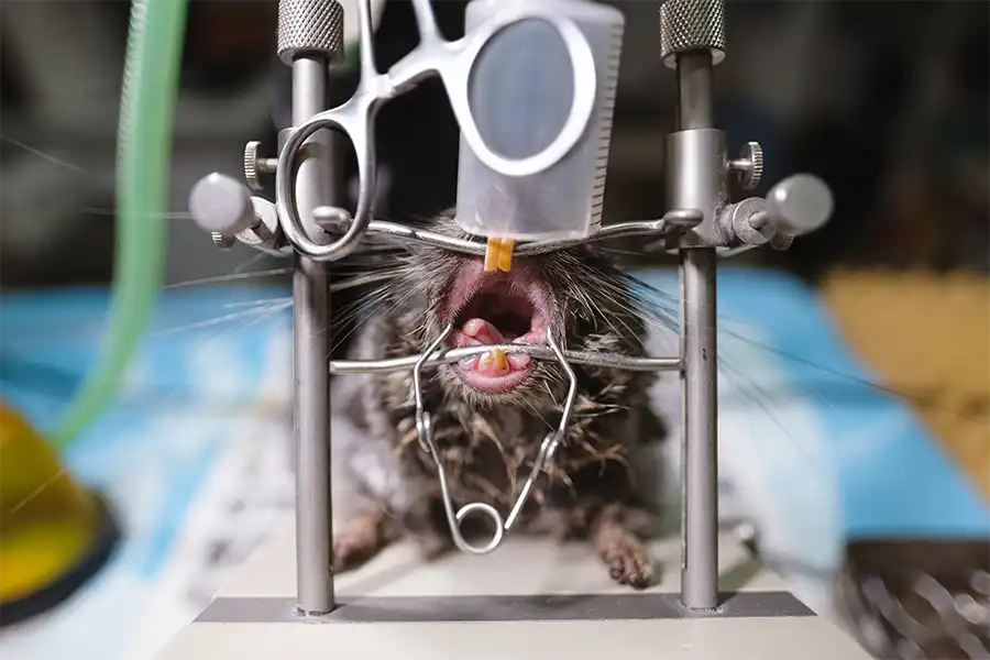 Chinchilla (Chinchilla lanigera) sedada para un limado de dientes