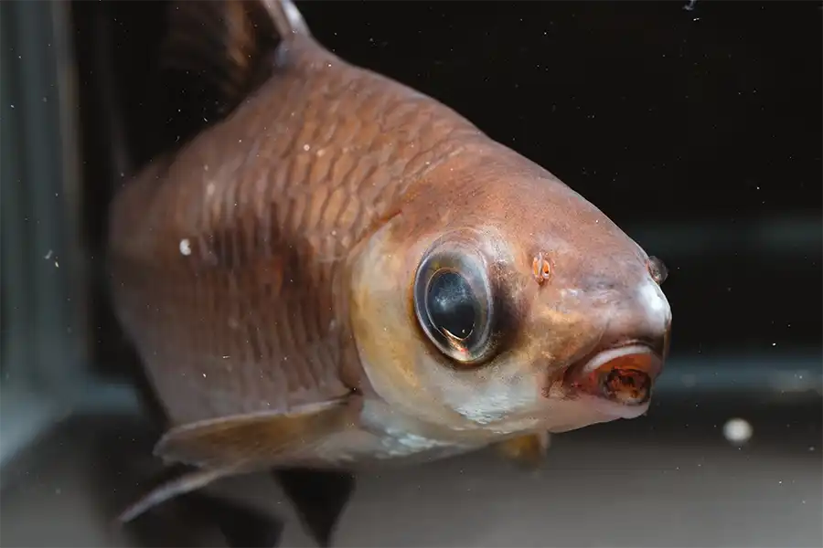 Tiburón plata, tiburón tricolor (Balantiocheilus melanopterus) en el Centro Veterinario Madrid Exótico