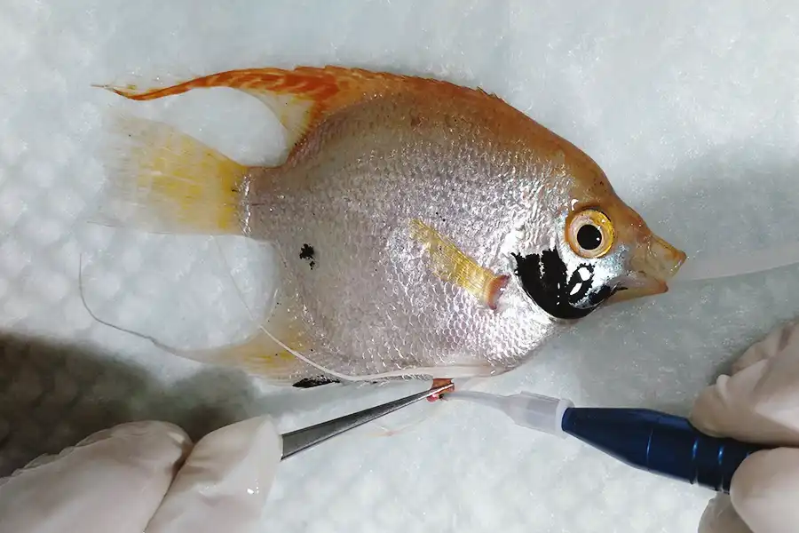 Pez escalar, pez ángel (Pterophyllum scalare) en el Centro Veterinario Madrid Exóticos