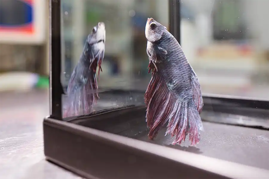 Pez betta (Betta splendens) en el Centro Veterinario Madrid Exóticos