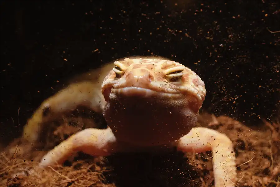 Un gecko leopardo (Eublepharis macularius) en el Centro Veterinario Madrid Exóticos)