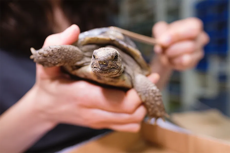 Reparando el caparazón de una tortuga (Centro Veterinario Madrid Exóticos)