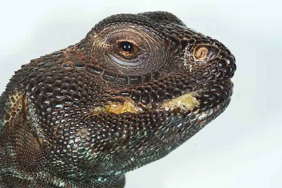 Infección bacteriana en el labio de un Uromastyx (Centro Veterinario Madrid Exóticos)