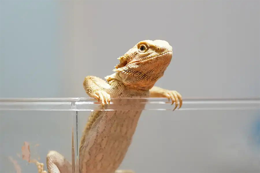 Un dragón barbudo (Pogona vitticeps) Centro Veterinario Madrid Exóticos