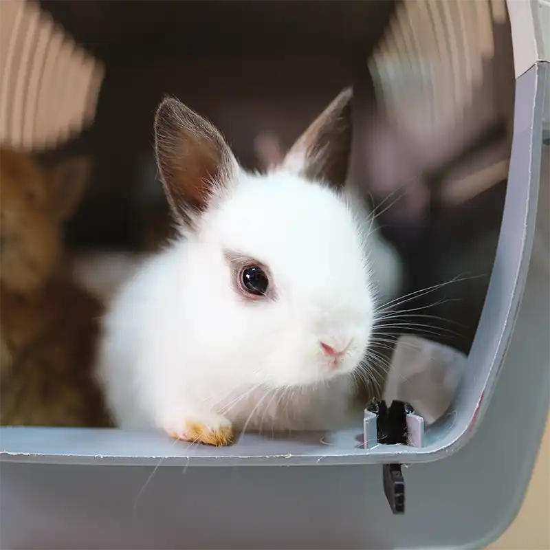 Conejo (Oryctolagus cuniculus) en transportín
