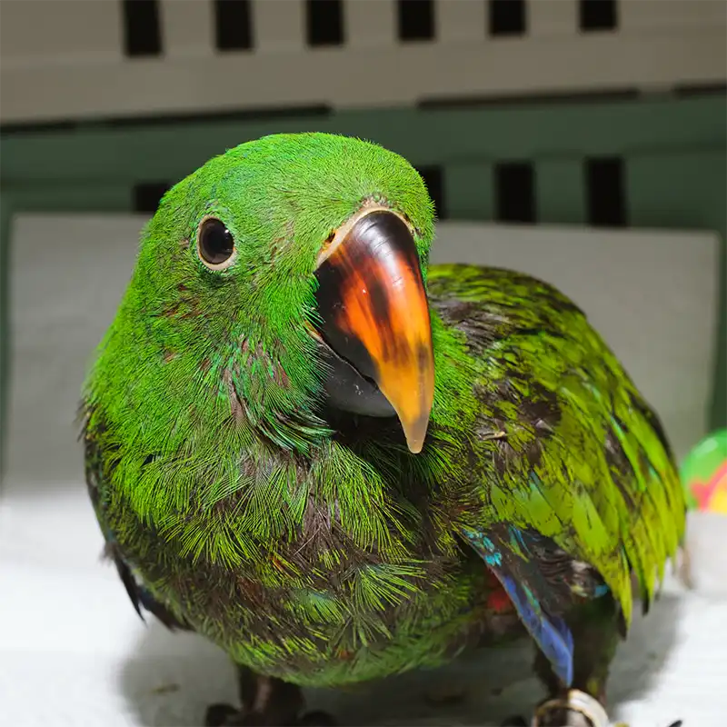 Loro eclectus macho (Eclectus roratus) en transportín