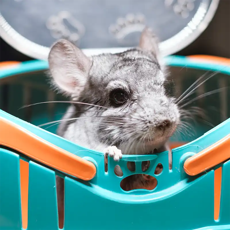Chinchilla (Chinchilla lanigera) en un transportín