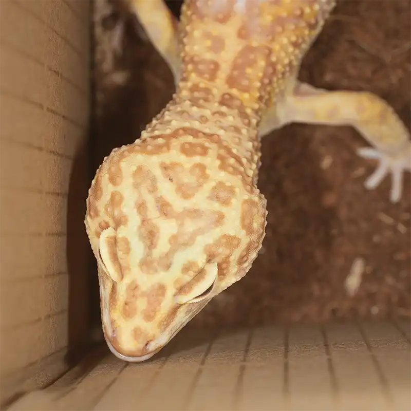 Gecko leopardo (Eublepharis macularius) en una caja