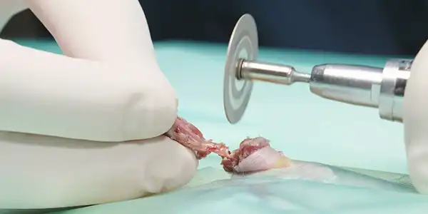 Vídeo. Cirugía a un hásmter ruso. Amputación de una pata. Centro Veterinario Madrid Exóticos