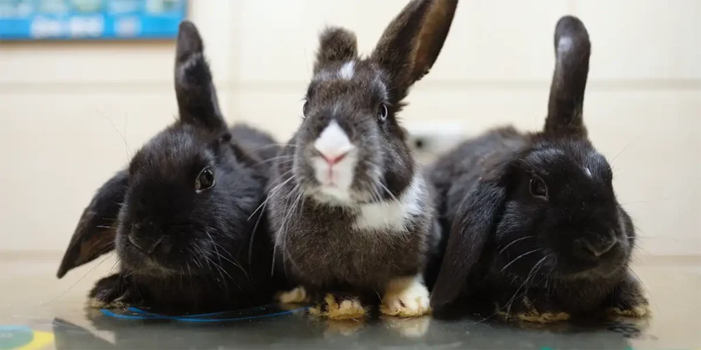 3 conejos en el Centro Veterinario Madrid Exóticos