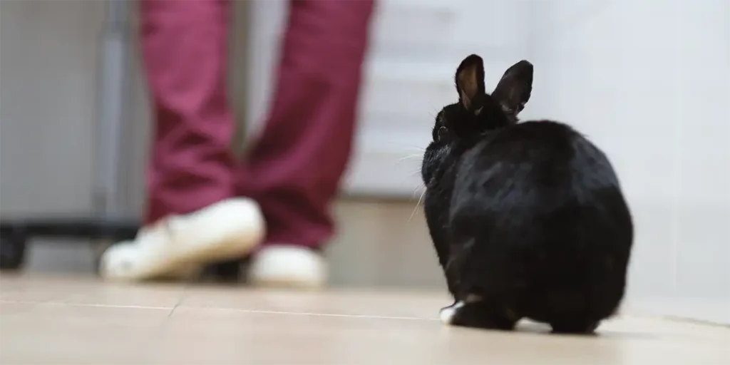 ¿Mi conejo me reconoce? Centro Veterinario Madrid Exóticos