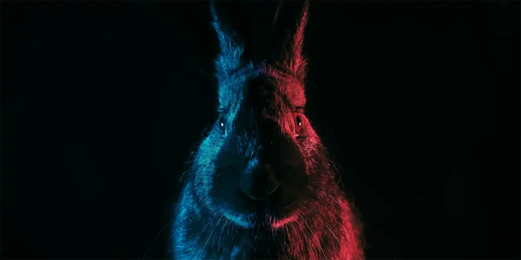Problemas de comportamiento en conejos. Centro Veterinario Madrid Exóticos.