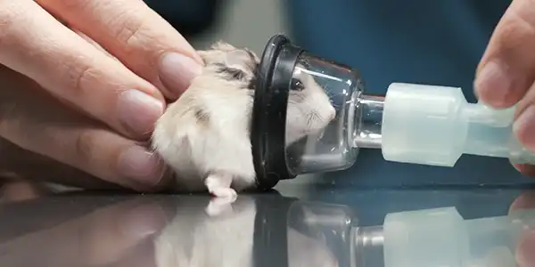 Video Cirugía a un hámster roborovski Esterilización de una hembra Ovariectomía. Centro Veterinario Madrid Exóticos