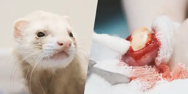 Vídeo cirugía a un hurón. Piedras en la vejiga. Centro Veterinario Madrid Exóticos