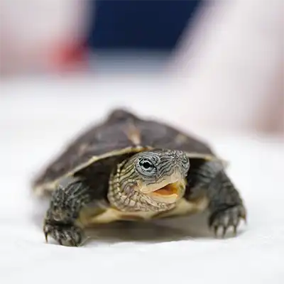 Facebook Centro Veterinario Madrid Exóticos