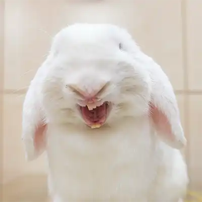 Instagram Centro Veterinario Madrid Exóticos