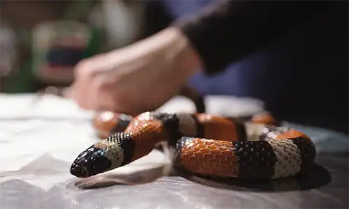 Consulta de exóticos (Centro Veterinario Madrid Exóticos)