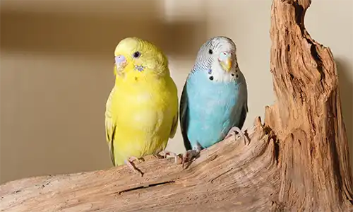 Residencia (Centro Veterinario Madrid Exóticos)