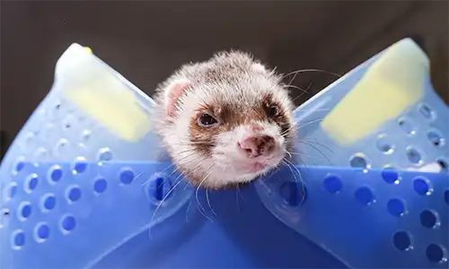 Certificados oficiales (Centro Veterinario Madrid Exóticos)