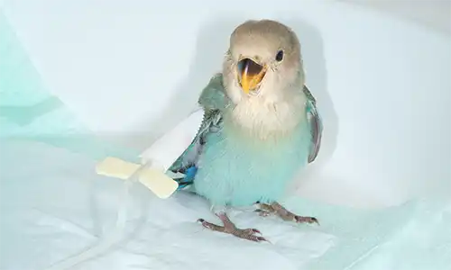 Hospitalización (Centro Veterinario Madrid Exóticos)