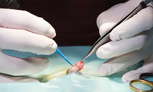 Cirugía (Centro Veterinario Madrid Exóticos)