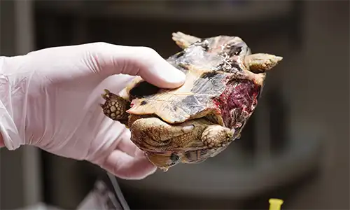 Urgencias (Centro Veterinario Madrid Exóticos)