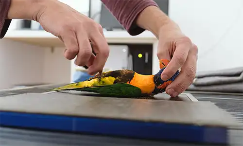 Radiografía (Centro Veterinario Madrid Exóticos)