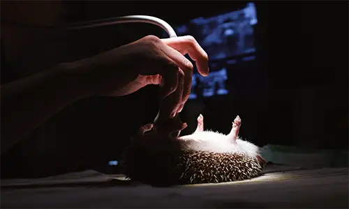 Ecografía (Centro Veterinario Madrid Exóticos)