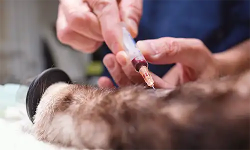 Laboratorio (Centro Veterinario Madrid Exóticos)